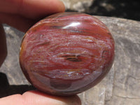 Polished Petrified Red Podocarpus Wood Palm Stones  x 12 From Mahajanga, Madagascar - TopRock