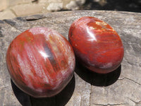 Polished Petrified Red Podocarpus Wood Palm Stones  x 12 From Mahajanga, Madagascar - TopRock