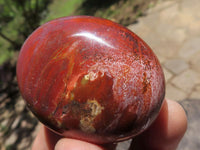 Polished Petrified Red Podocarpus Wood Palm Stones  x 12 From Mahajanga, Madagascar - TopRock