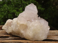 Natural White Spirit Cactus Quartz Clusters  x 6 From Boekenhouthoek, South Africa - Toprock Gemstones and Minerals 