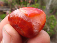 Polished  Small Carnelian Agate Free Forms  x 1 Kg Lot From Madagascar