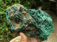 Natural Large Silky Malachite In Copper Dolomite Matrix  x 1 From Kasompe, Congo - TopRock