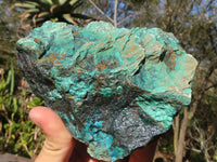 Natural Unique Shattuckite With Cuprite Specimens  x 3 From Kaokoveld, Namibia - Toprock Gemstones and Minerals 