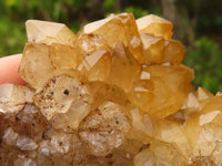 Natural Golden Limonite / Lemonite Quartz Clusters  x 12 From Zambia - Toprock Gemstones and Minerals 