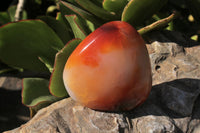 Polished Selection Of Carnelian Agate Standing Free Forms x 5 From Madagascar - TopRock