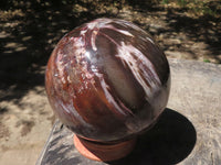 Polished Petrified Red Podocarpus Wood Sphere & Rosewood Stand  x 2 From Mahajanga, Madagascar - TopRock