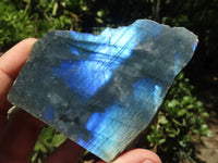 Polished One Side Polished Labradorite Slices  x 12 From Madagascar - TopRock