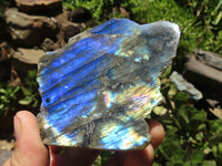 Polished One Side Polished Labradorite Slices  x 12 From Madagascar - TopRock