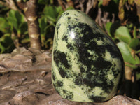 Polished Spotted Leopard Stone Standing Free Forms  x 12 From Nyanga & Shamva, Zimbabwe - Toprock Gemstones and Minerals 