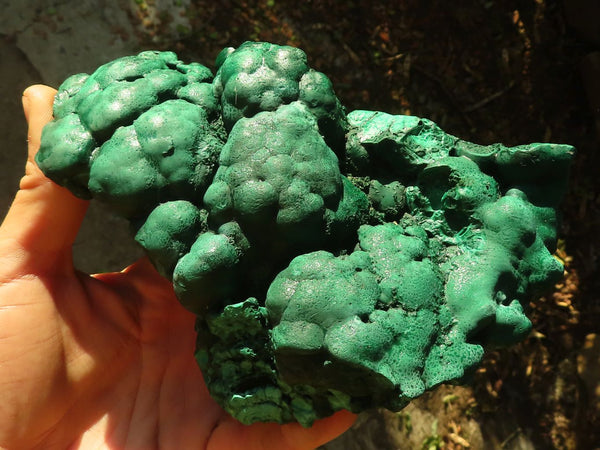 Natural Botryoidal Malachite Specimens  x 2 From Congo