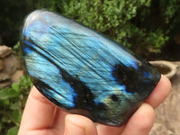 Polished Labradorite Standing Free Forms With Intense Blue & Gold Flash x 6 From Tulear, Madagascar - TopRock