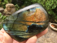 Polished Labradorite Standing Free Forms With Intense Blue & Gold Flash x 6 From Tulear, Madagascar - TopRock