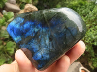 Polished Labradorite Standing Free Forms With Intense Blue & Gold Flash x 6 From Tulear, Madagascar - TopRock