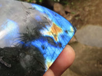 Polished Labradorite Standing Free Forms With Intense Blue & Gold Flash x 6 From Tulear, Madagascar - TopRock