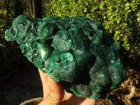 Natural Crystalline Botryoidal Malachite Specimen x 1 From Congo