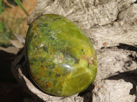 Polished Green Opal Palm Stones  x 6 From Antsirabe, Madagascar - Toprock Gemstones and Minerals 