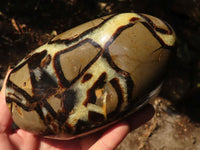 Polished Large Septerye Standing Free Form x 1 From Mahajanga, Madagascar