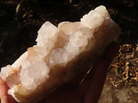 Natural White Cactus Flower Spirit Quartz Specimens x 3 From Boekenhouthoek, South Africa