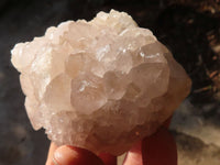 Natural White Cactus Flower Spirit Quartz Specimens x 3 From Boekenhouthoek, South Africa