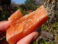 Natural New Sunset Orange Calcite Specimens  x 24 From Spitzkop, Namibia