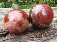 Polished Petrified Red Podocarpus Wood Spheres  x 2 From Madagascar - TopRock