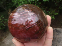 Polished Petrified Red Podocarpus Wood Spheres  x 2 From Madagascar - TopRock