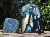 Polished Labradorite Standing Free Forms With Intense Blue & Gold Flash x 2 From Tulear, Madagascar - TopRock