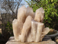 Natural Extra Large Quartz Cluster x 1 From Angola