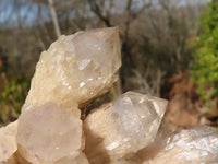 Natural Cascading Smokey Quartz Clusters x 2 From Luena, Congo