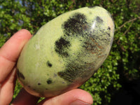 Polished Spotted Leopard Stone Standing Free Forms  x 6 From Zimbabwe - Toprock Gemstones and Minerals 