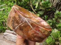 Polished Petrified Podocarpus Wood Dish x 1 From Mahajanga, Madagascar - TopRock