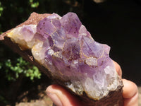 Natural Amethyst In Basalt Geode Specimens  x 12 From Zululand, South Africa - TopRock