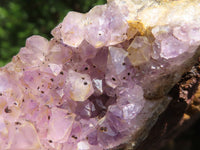 Natural Amethyst In Basalt Geode Specimens  x 12 From Zululand, South Africa - TopRock