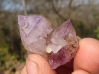 Natural Amethyst Sceptre Crystals x 70 From Zululand, South Africa