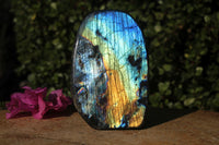 Polished Beautiful Rainbow Labradorite Standing Free Form With Intense Full Face Flash x 1 From Tulear, Madagascar - TopRock