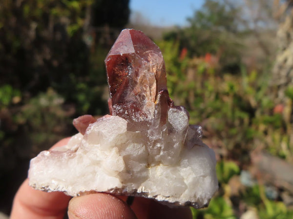 Natural Red Hematoid Quartz Crystals x 35 From Karoi, Zimbabwe