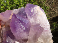 Natural Jacaranda Amethyst Clusters x 2 From Zambia