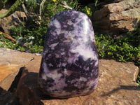 Polished Lepidolite Standing Free Forms x 3 From Zimbabwe - TopRock