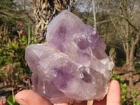 Natural Jacaranda Amethyst Clusters x 2 From Zambia