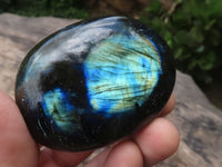 Polished Gorgeous Flashy Labradorite Palm Stones  x 12 From Tulear, Madagascar - TopRock