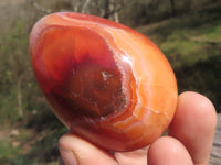 Polished Small Carnelian Agate Eggs  x 12 From Madagascar - TopRock