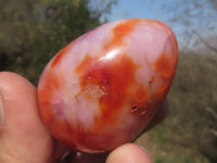 Polished Small Carnelian Agate Eggs  x 12 From Madagascar - TopRock