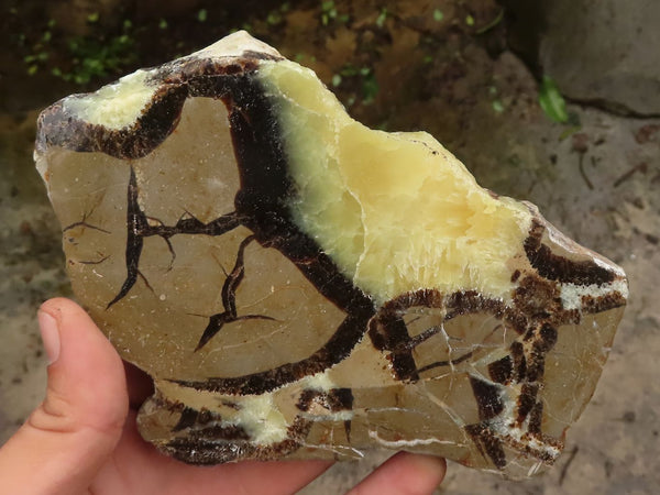 Polished Septaria (Calcite & Aragonite) Slices  x 4 From Mahajanga, Madagascar - TopRock