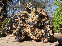 Natural Extra Large Schorl Black Tourmaline Specimen With Vermiculite  x 1 From Erongo, Namibia - Toprock Gemstones and Minerals 