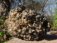 Natural Extra Large Schorl Black Tourmaline Specimen With Vermiculite  x 1 From Erongo, Namibia - Toprock Gemstones and Minerals 