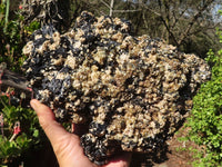 Natural Extra Large Schorl Black Tourmaline Specimen With Vermiculite  x 1 From Erongo, Namibia - Toprock Gemstones and Minerals 