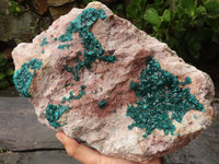 Natural Extra Large Classic Dioptase Specimen With Deep Emerald Crystals x 1 From Congo - TopRock