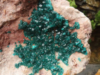 Natural Extra Large Classic Dioptase Specimen With Deep Emerald Crystals x 1 From Congo - TopRock