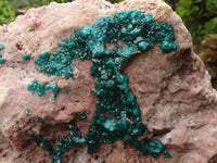 Natural Extra Large Classic Dioptase Specimen With Deep Emerald Crystals x 1 From Congo - TopRock