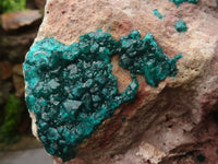 Natural Extra Large Classic Dioptase Specimen With Deep Emerald Crystals x 1 From Congo - TopRock